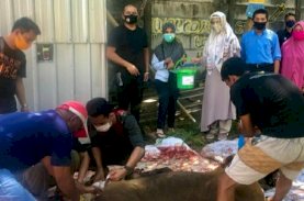 UIM Sembelih Sapi Kurban Pakai Protokol Kesehatan Covid-19