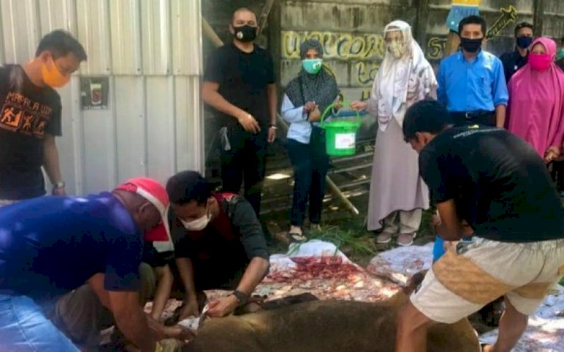 HEWAN KURBAN. Rektor UIM, Andi Majdah M Zain, menyaksikan langsung proses pemotongan hewan kurban sapi di pelataran parkir Kampus UIM di Jl Perintis Kemerdekaan, Sabtu (1/8/2020). foto: istimewa
