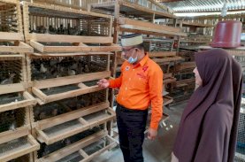 Anir-Lutfi Siapkan Modal Usaha Peternak Burung Puyuh