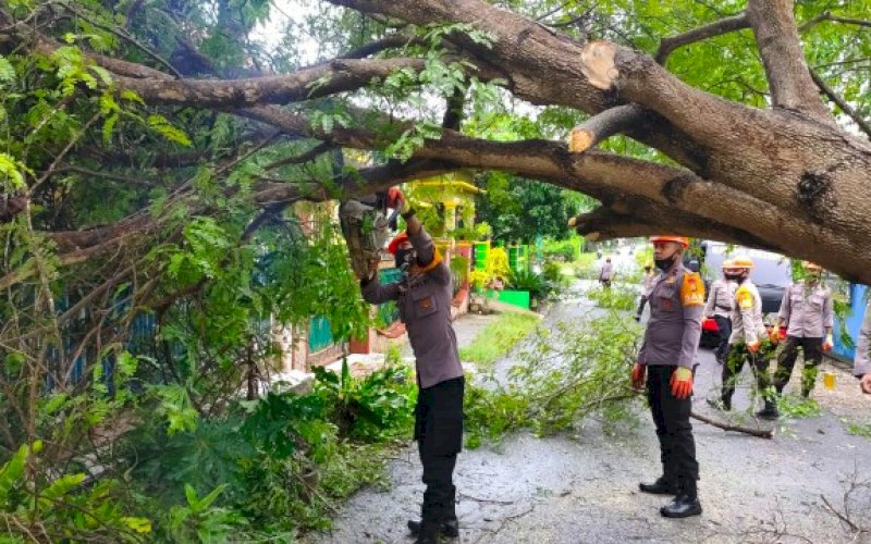 EVAKUASI. Personel SAR Brimob Batalyon C Pelopor Satbrimob Polda Sulsel mengevakuasi pohon tumbang yang juga menimpa pagar rumah warga di Bone, Rabu (25/11/2020). foto: istimewa