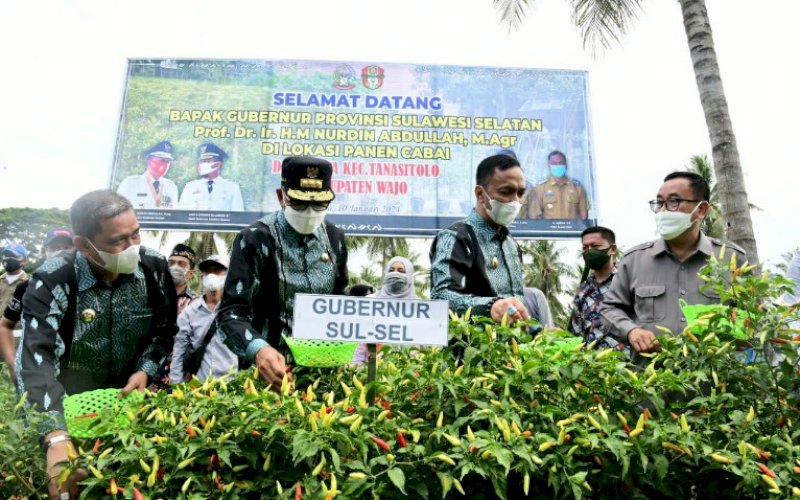 PANEN. Gubernur Sulsel Nurdin Abdullah didampingi Bupati Wajo Amran Mahmud, melakukan panen cabai di Desa Lowa, Kecamatan Tana Sitolo, Minggu (10/1/2021). foto: humas pemprov sulsel
