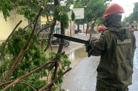 SAR Brimob Bone Evakuasi Pohon Tumbang