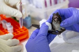 Virus Nipah Ancaman Pandemi Baru di Asia
