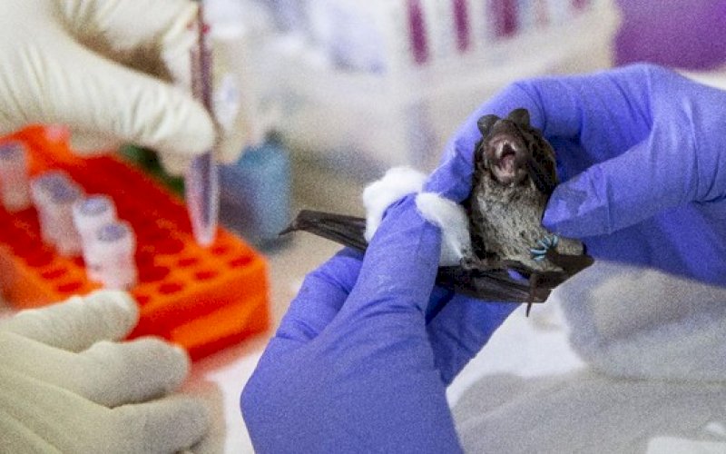 VIRUS NIPAH. Virus Nipah menjadi ancaman pandemi baru di dunia usai Covid-19. Virus ini dibawa kelelawar buah, yang merupakan inang alaminya. foto: istimewa