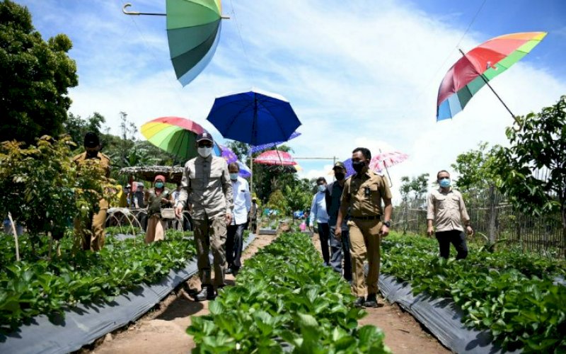 KUNJUNGAN. Gubernur Sulsel Nurdin Abdullah didampingi Bupati Bantaeng Ilham Syah Azikin saat mengunjungi kebun stroberi di Desa Bonto Tallasa, Kecamatan Uluere, Kabupaten Bantaeng, Sulsel, Selasa (2/2/2021). foto: humas pemprov sulsel