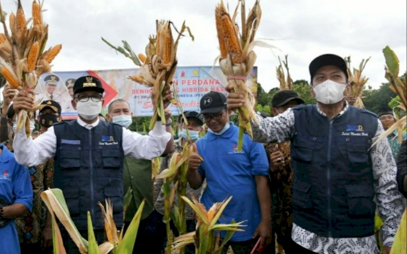 PANEN. Gubernur Sulsel, Nurdin Abdullah (kiri), panen raya jagung hibrida NASA 29, di Desa Unra Baru, Kecamatan Awangpone, Kabupaten Bone, Minggu (14/2/2021). foto: humas pemprov sulsel