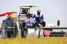 Mentan, Mendag, dan Menteri BUMN Panen Raya Padi Bersama