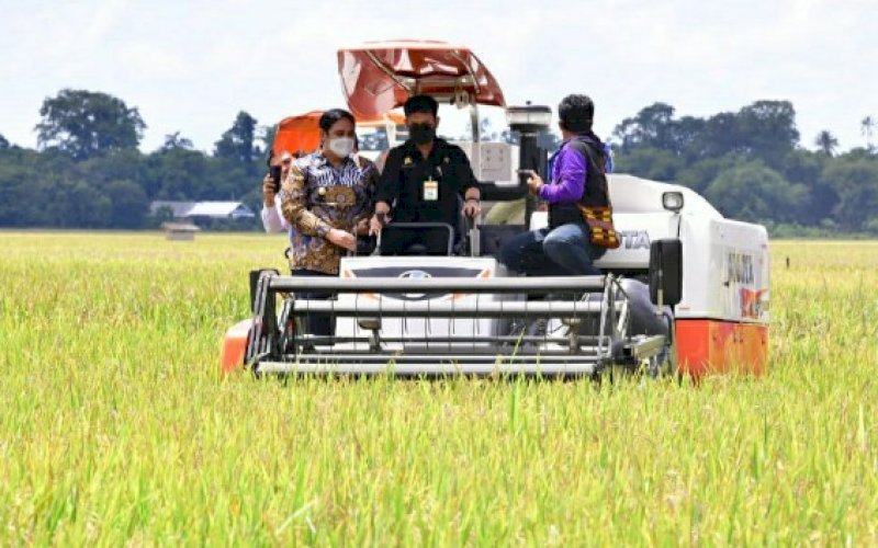 PANEN RAYA. Menteri Pertanian RI, Syahrul Yasin Limpo (tengah), melakukan panen raya padi di Kabupaten Maros, Sabtu (20/3/2021). foto: humas pemprov sulsel