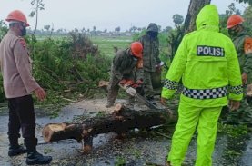 SAR Brimob dan BPBD Bone Gerak Cepat Bersihkan Pohon Tumbang di Jalanan