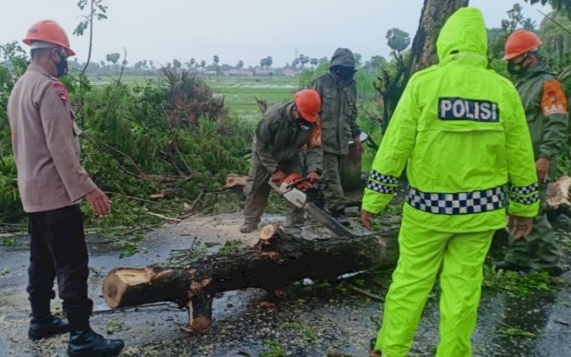 EVAKUASI. Tim SAR Gabungan melakukan evakuasi pohon tumbang di Jl Yos Sudarso (Poros Bajoe-Watampone), Kelurahan Bajoe, Kecamatan Tanete Riattang Timur, Jumat (7/5/2021). foto: humas brimob bone