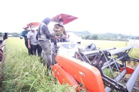 Abdul Hayat Panen Perdana Padi Varietas M70D