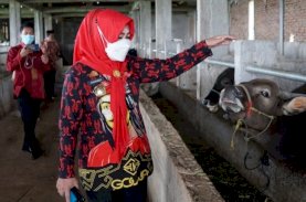 Gowa Kebagian 200 Ekor Sapi Perah Kementan