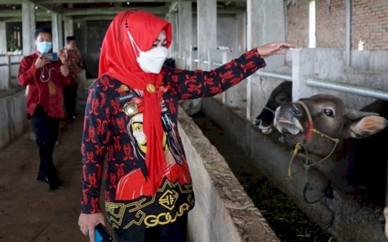 Kamsina. foto: istimewa