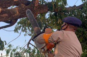 SAR Brimob Bone Gerak Cepat Evakuasi Pohon yang Membahayakan Warga