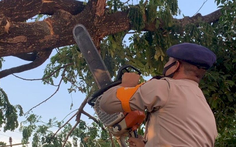 EVAKUASI. Tim SAR Batalyon C Pelopor memotong dan mengevakuasi pohon yang membahayakan keselamatan warga di Jl A Muh Amir, Kelurahan Masumpu, Kota Watampone, Kabupaten Bone, Jumat (8/10/2021). foto: istimewa