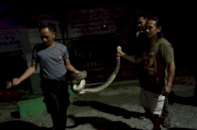 Aksi Heroik Brimob Bone Tangkap Ular Piton di Area Pemukiman Warga