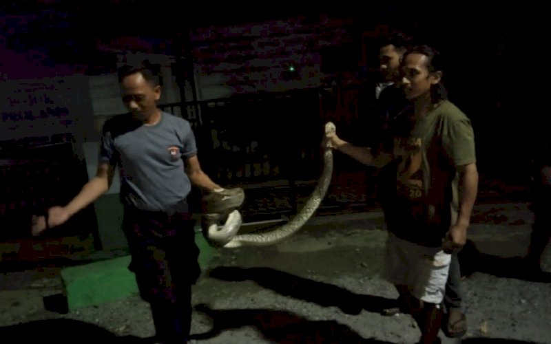 AMANKAN ULAR. Anggota Brimob Batalyon C Pelopor Bone mengamankan ular piton berukuran besar Jl Kawerang, Kelurahan Manurungge, Kecamatan Tanete Riattang, Kabupaten Bone. foto: istimewa