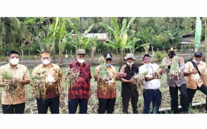 PENANAMAN BAWANG. Bejo Indonesia memperkenalkan teknologi baru penanaman bawang dari biji atau dikenal dengan TSS (True Shallot Seed) kepada Pemkab Soppeng. foto: istimewa
