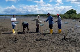 BUMN Hijaukan Indonesia, Pelindo 4 Tanam 31.250 Bibit Mangrove di Jeneponto