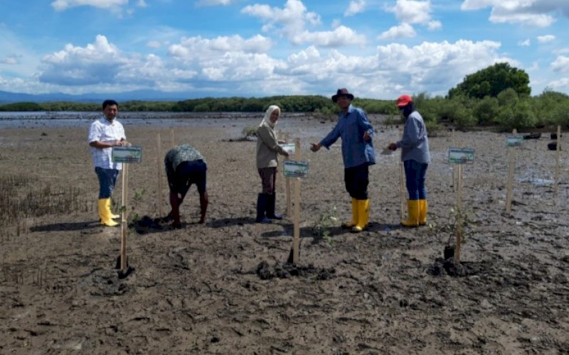 TANAM POHON. PT Pelindo Regional 4 melakukan penanaman sebanyak 31.250 bibit pohon mangrove di Dusun Ujung Batu, Kelurahan Bontojai, Kecamatan Tamalatea, Kabupaten Jeneponto, Sulsel, Sabtu (27/11/2021). foto: istimewa