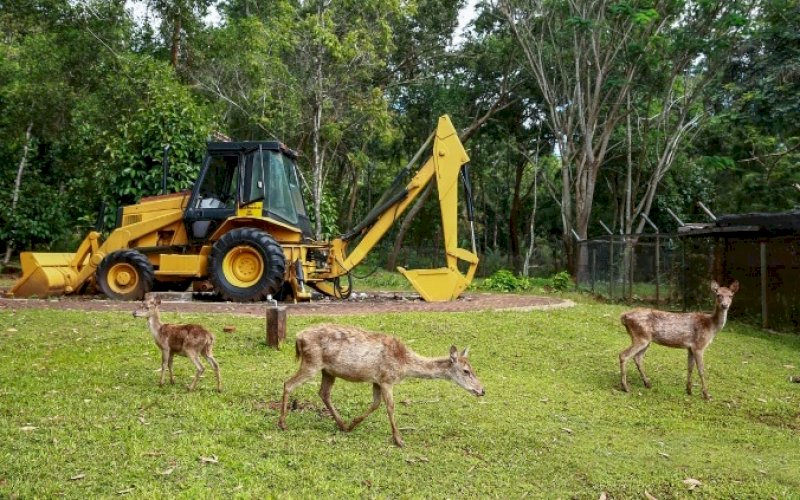 PROPER HIJAU. Sejumlah rusa di lokasi PT Vale Indonesia Tbk (PT Vale) di Sorowako, Luwu Timur, Sulsel. PT Vale berhasil meraih Proper Hijau pada Program Penilaian Peringkat Kinerja Perusahaan dalam Pengelolaan Lingkungan Hidup (Proper) yang digelar Kementerian Lingkungan Hidup dan Kehutanan (KLHK) di Jakarta, Selasa (28/12/2021). foto: istimewa