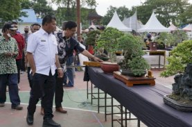 Pameran Bonsai Bulukumba Pecahkan Rekor Peserta Terbanyak