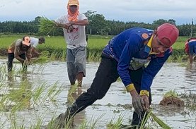 Rudianto Lallo Isi Waktu Libur Menanam Padi Bersama Petani di Lakkang