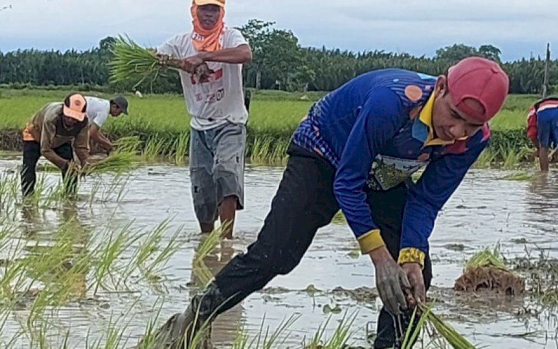 TANAM PADI. Ketua DPRD Makassar, Rudianto Lallo, memanfaatkan waktu libur menanam padi bersama petani di Kelurahan Lakkang, Kecamatan Tallo, Kota Makassar, Minggu (9/1/2022). foto: istimewa