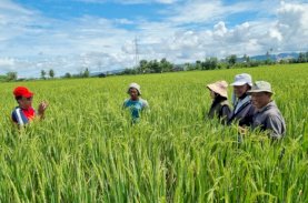 Dorong Produktivitas Pertanian, Andi Sudirman Inisiasi Mandiri Benih untuk Petani