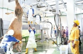 PD RPH Makassar Rilis Harga Daging Lokal Segar Gelondongan