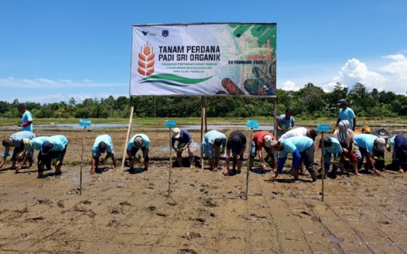 TANAM PERDANA. PT Vale Indonesia melakukan Tanam Perdana SRI Organik di Blok Pomalaa, Kabupaten Kolaka, Sulawesi Tenggara, Sabtu (26/2/2022). foto: istimewa