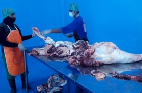 PD RPH Makassar Jaga Stabilitas Harga Daging