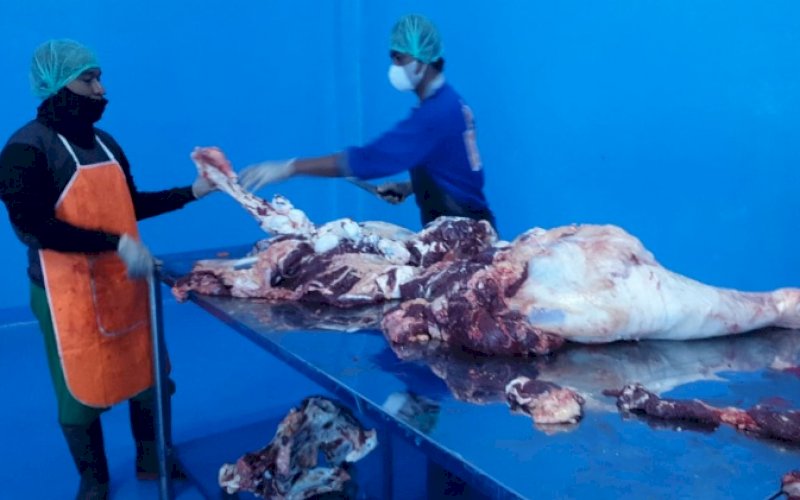 DAGING SAPI. Suasana pemotongan sapi di Rumah Potong Hewan Kota Makassar. foto: istimewa