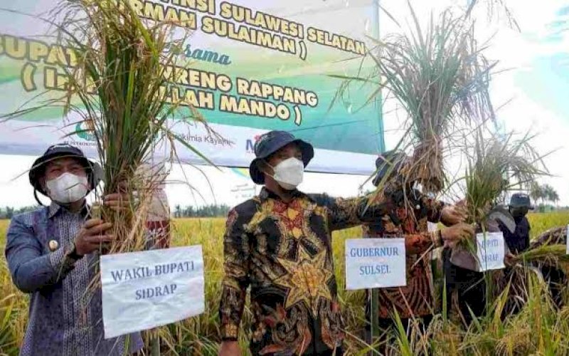 PANEN. Gubernur Sulsel, Andi Sudirman Sulaiman (kedua kiri), panen padi di Sidrap, beberapa waktu lalu. Sektor pertanian sangat berpengaruh besar pada pertumbuhan ekonomi di Provinsi Sulsel. foto: istimewa