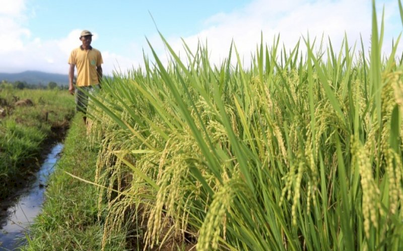 IRIGASI. Masyarakat Padaidi, Desa Laskap, Kecamatan Malili, Kabupaten Luwu Timur, menikmati irigasi program PPM dan pelaksanaan program PKPM PT Vale Indonesia. foto: istimewa