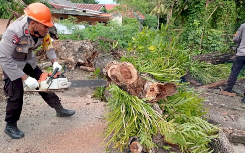 TEBANG POHON. Tim SAR Batalyon C Pelopor menebang dan membersihkan sebatang pohon kayu yang sudah lapuk di Kelurahan Toro, Kecamatan Tanete Riattang Timur, Kabupaten Bone, Jumat (29/4/2022). foto: istimewa