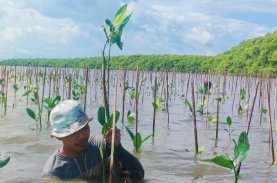Pemprov Sulsel Tanam 39 Ribu Bibit Mangrove di Maros