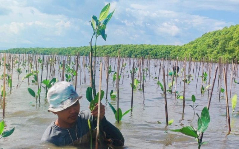 TANAM MANGROVE. Dinas Kelautan dan Perikanan Provinsi Sulsel melakukan penanaman bibit mangrove di Desa Marannu, Kecamatan Lau, Kabupeten Maros. foto: istimewa