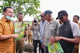Mandiri Benih Diinisiasi Gubernur Sulsel, Petani Bulukumba: Kualitasnya Bagus, Mulai Tumbuh