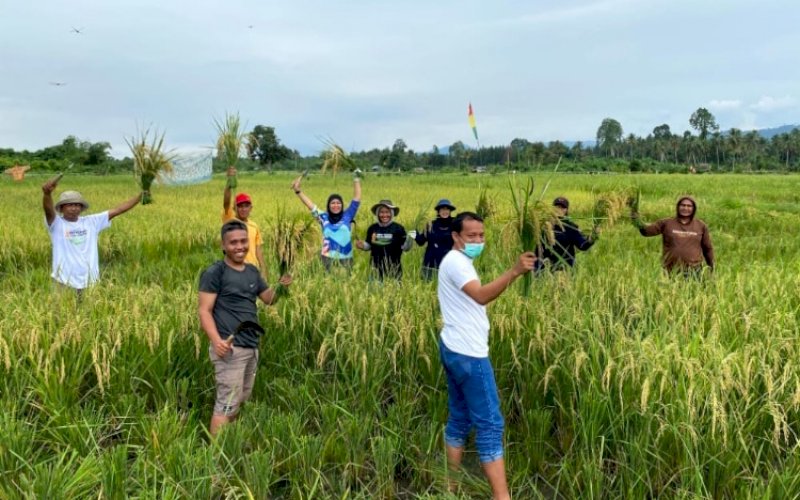 PANEN PERDANA. Kelompok tani di Desa Ululere, Kecamatan Bungku, Kabupaten Morowali, Provinsi Sulawesi Tengah melakukan panen perdana program Pertanian Sehat Ramah Lingkungan Berkelanjutan (PSRLB) melalui metode System of Rice Intensification (SRI) Organik yang menjadi program unggulan PT Vale Indonesia, Sabtu (28/5/2022). foto: istimewa