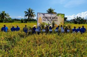 SRI Organik Vale, Harapan Baru Pertanian Produktif dan Ramah Lingkungan di Pomalaa