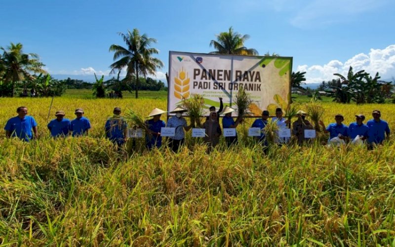 PANEN PERDANA..Suasana panen perdana SRI Organik di Kecamatan Baula, Kabupaten Kolaka, Provinsi Sultra, Rabu (1/6/2022). foto: istimewa