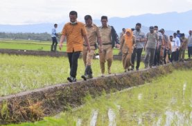 Sulsel Pemasok Beras Terbesar Beras di Indonesia