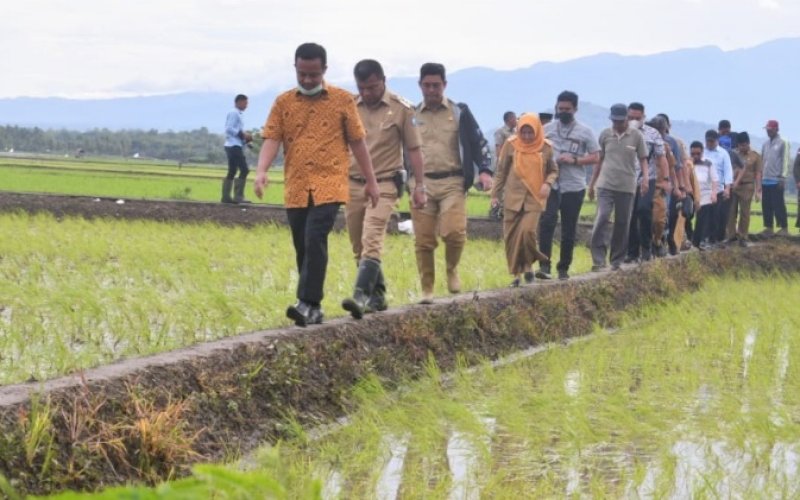 PEDULI PETANI. Gubernur Sulsel Andi Sudirman Sulaiman bersama Bupati Bulukumba Andi Muchtar Ali Yusuf berjalan di tengah sawah di Kabupaten Bulukumba, beberapa waktu lalu. Pemprov Sulsel memberikan bantuan benih gratis yang unggul melalui program Mandiri Benih. foto: istimewa