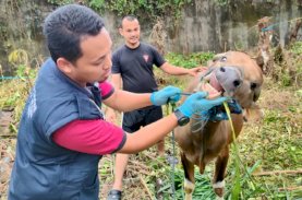 Brimob Bone Siapkan 10 Ekor Sapi Kurban
