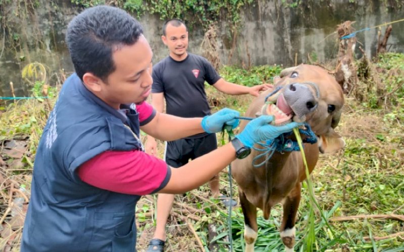 PEMERIKSAAN. Dinas Peternakan Kabupaten Bone melakukan pemeriksaan sapi-sapi yang akan dijadikan hewan kurban di lingkup Batalyon C Pelopor Satbrimob Polda Sulsel. foto: istimewa