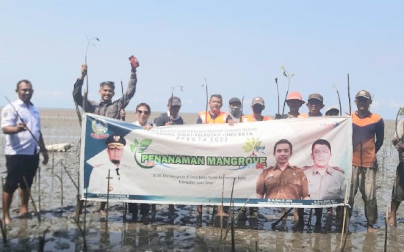 TANAM MANGROVE. Dinas Kelautan dan Perikanan (DKP) Provinsi Sulsel melalui Cabang Dinas Kelautan (CDK) Luwu Raya melakukan penanaman 38 ribu bibit batang pohon mangrove di Desa Burau Pantai, Kecamatan Burau, Kabupaten Luwu Timur, Rabu (20/7/2022). foto: istimewa