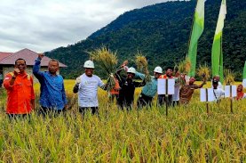 Petani Binaan Vale Panen Raya SRI Organik di Morowali