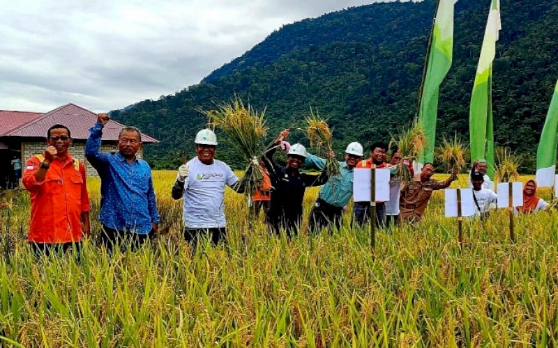 PANEN RAYA. Suasana panen raya padi SRI Organik di Desa Kolono, Kecamatan Bungku Timur, Kabupaten Morowali, Sulawesi Tengah (Sulteng), Kamis (14/7/2022). foto: istimewa