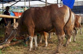 OPD Pemprov Sulsel Berkurban 16 Ekor Sapi